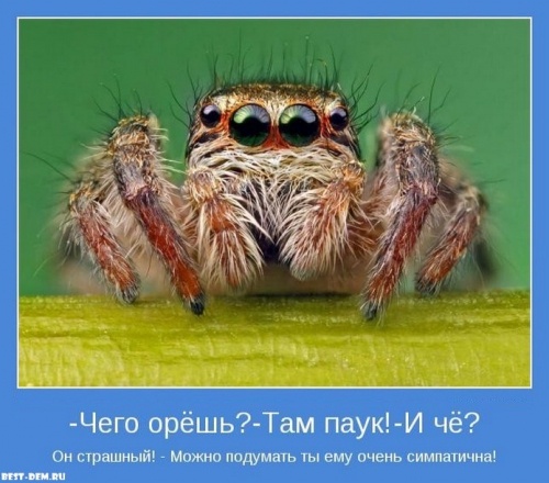 картинка _Kaena_