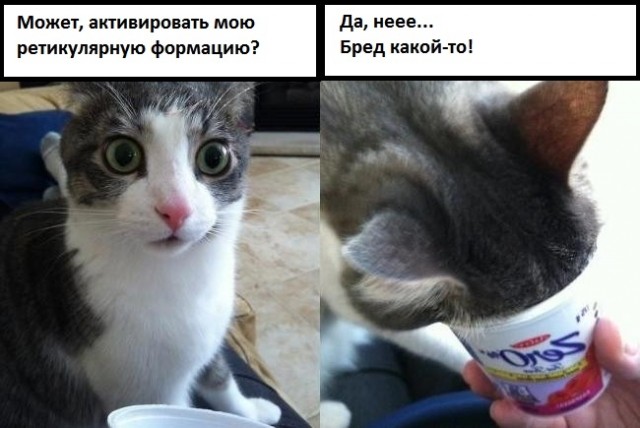 картинка ajavrik