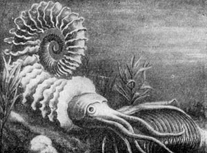 Амлюнит - один из первых крупных хищников на Земле