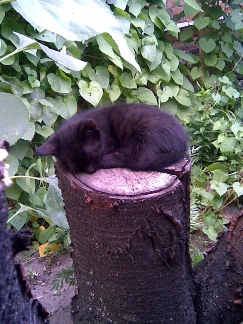 картинка crazy_squirrel