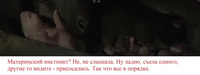 картинка dirty_johnny