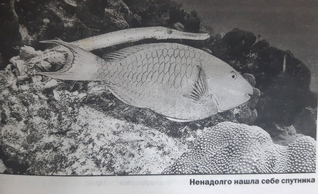картинка elefant