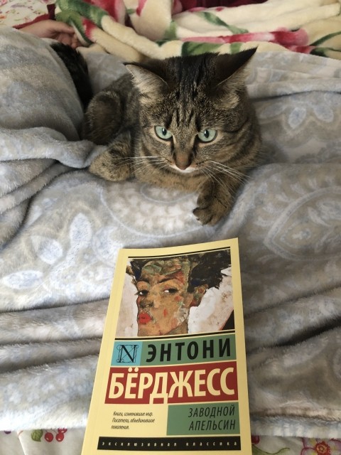 картинка elnastya-13
