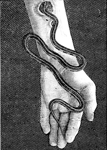 картинка errorine