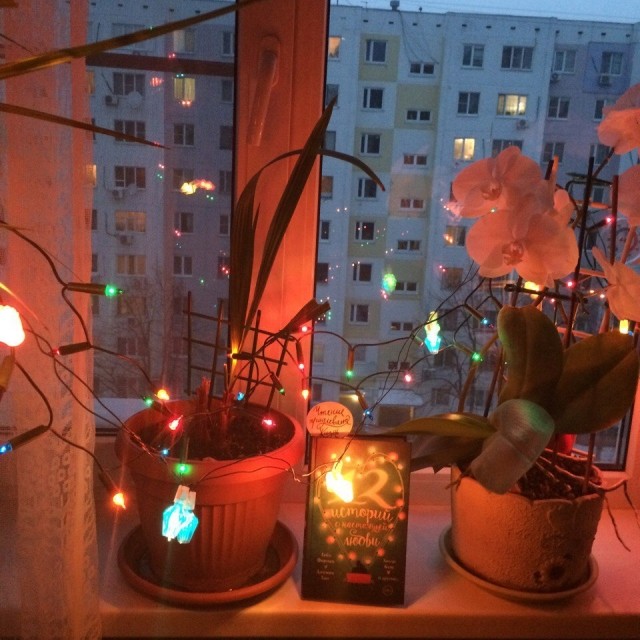 картинка gusena24