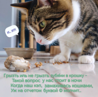 картинка higara