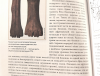 картинка higara