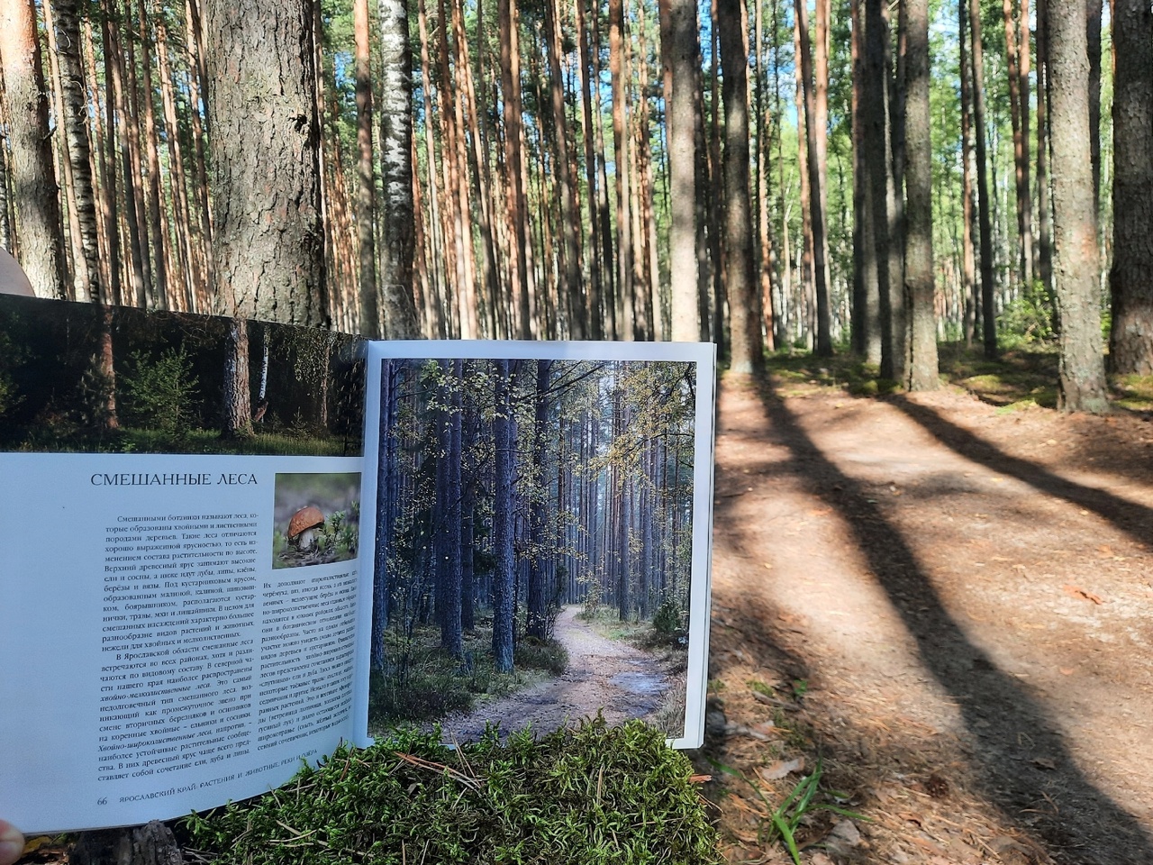 Горошников В.В. «Ярославский край: растения и животные, реки и озера» —  отзыв «Идеальный спутник для туризма по Ярославии» от kotrian