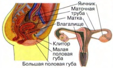 картинка likasladkovskaya