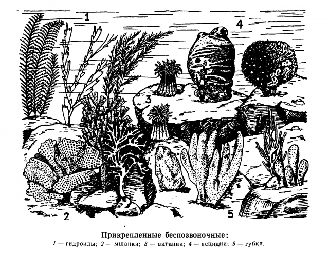 картинка lutra-lo