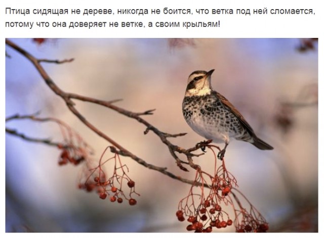 картинка mizraell