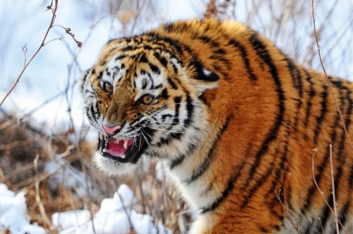 картинка nanura