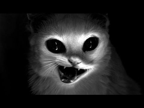 Призрак кот