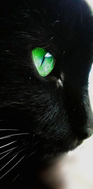 картинка orlangurus