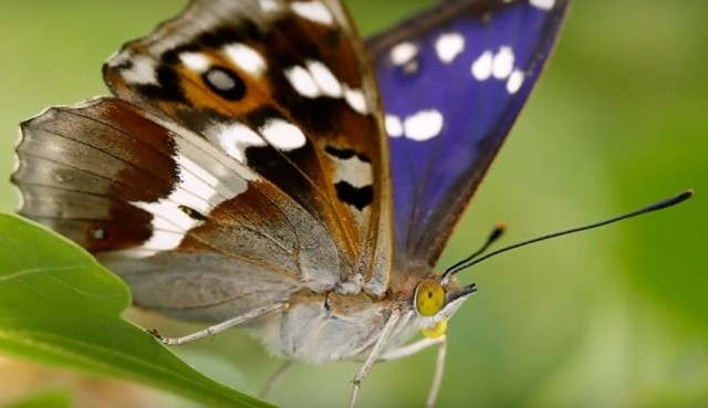 картинка orlangurus