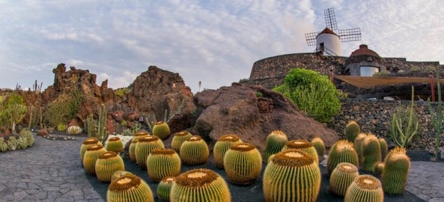 картинка orlangurus