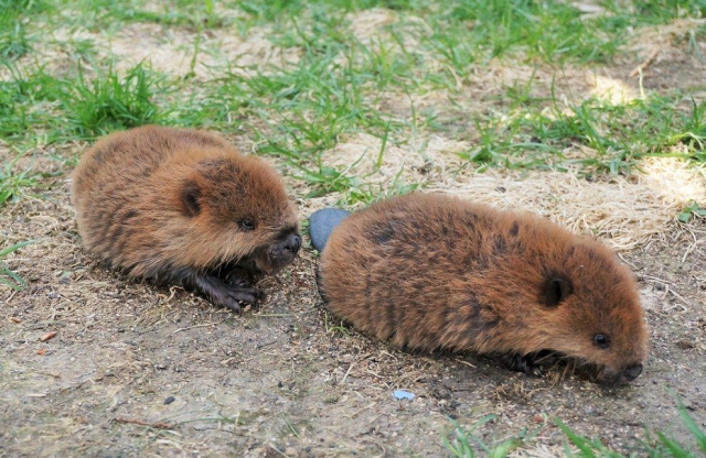 картинка orlangurus
