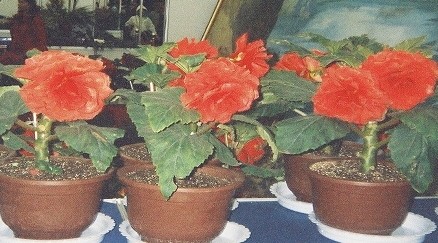 картинка oxnaxy