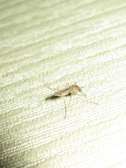 last_mosquito_2018