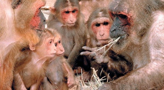 monkey school