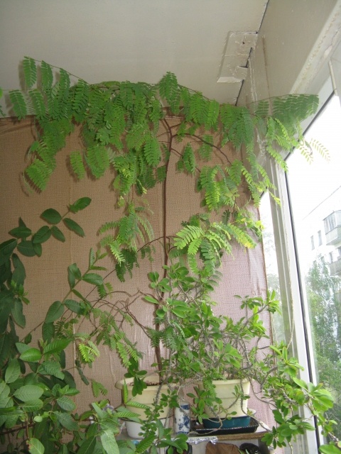 tamarind tree