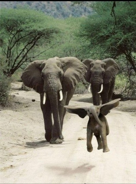 elephant_child