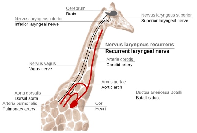 nervis laryngeus recurrens