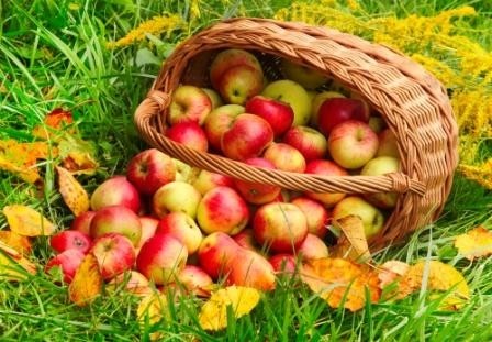 картинка thali