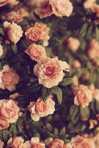 картинка unfading_flower