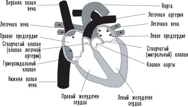 картинка varvarra