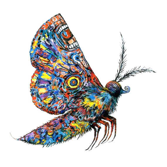 multi-coloured moth
